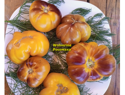 Томат Росомаха (Wolverine)