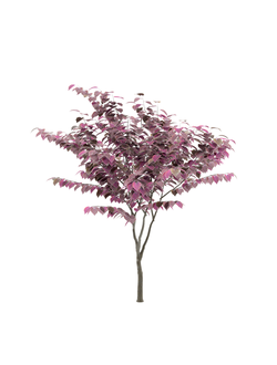 лиственные Церцис канадский 1