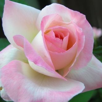 Хуба-буба ( Huba-Buba ) ,Warren Millington.