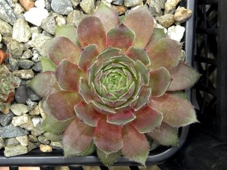 Sempervivum 'GRANAT'- розетка