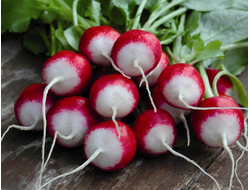Редис, редька, репа
