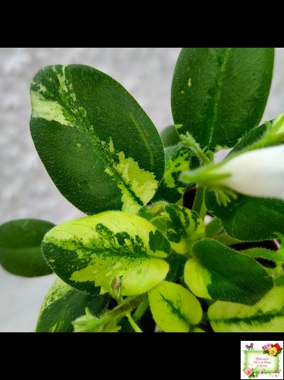 ГЕА-Я Подарю Вам Ландыши химера по листу трейлер