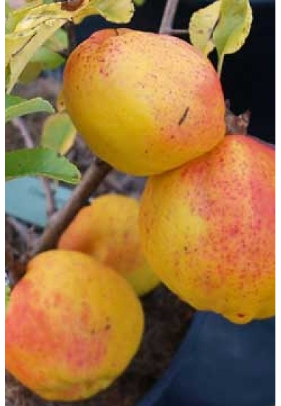 Хеномелес (Айва) японская Cido Red