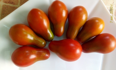 Томат Джессика (Jessika), Аргентина