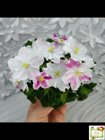 АВ-Птица Певчая (Фиалковод) 2022 г. (лист посажен 29.01.26)