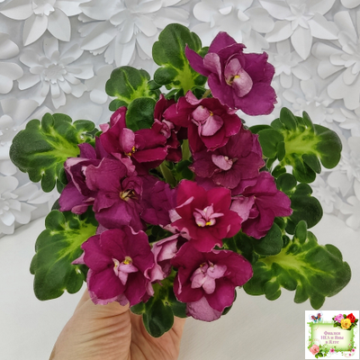 ВаТ-Супер Мама (Т.Валькова) 2020 г.