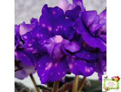 РС-Астролог (С. Репкина) 2020 г.