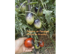 Томат Паскаль из  Пикардии (Pascal de Picardie), США