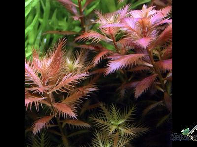 Proserpinaca palustris