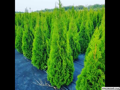 Туя Смарагд - Smaragd 120 см