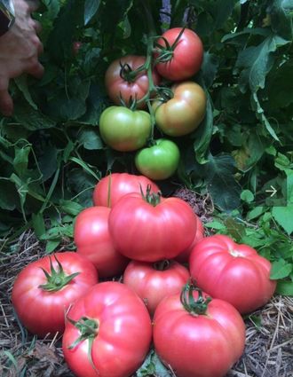 семена томаты "Пинк Маргари" 5 шт.