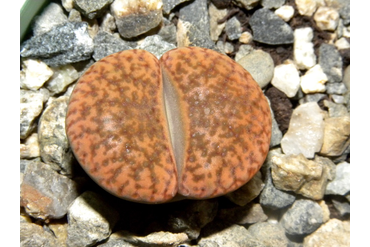 Lithops bromfieldii v. glaudinae
