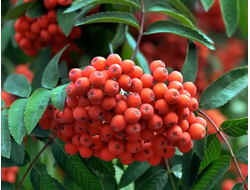 Гидролат Красная рябина (Sorbus aucuparia) соцветия, 100 мл