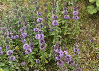 Мята болотная (Mentha pulegium) 5 мл - 100% натуральное эфирное масло