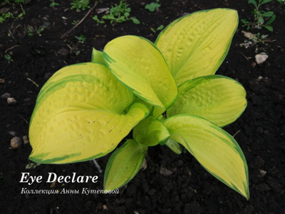 Хоста Eye Declare