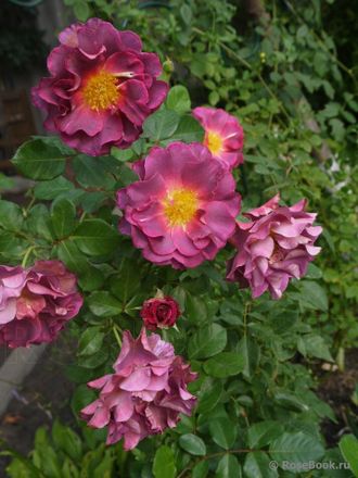 Блаувестед (Blauwestad) роза