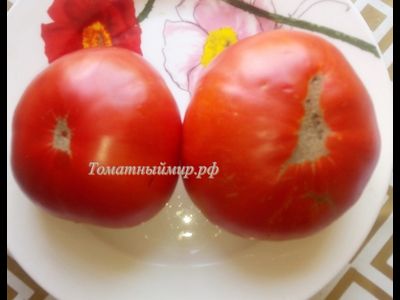 Томат Ник Харп Особенный (Nick Harp's Special, Германия)