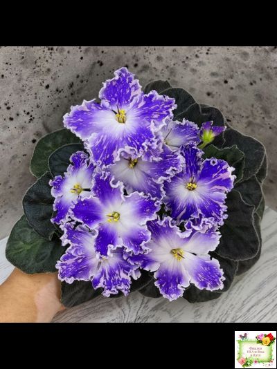 НД-Кристалл Сваровски (Н. Данилова-Суворова) 2019 г. (лист укоренённый)