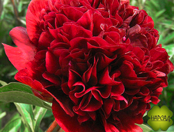 ПИОН "РЕД ГРЕЙС" (зимовавший саженец)