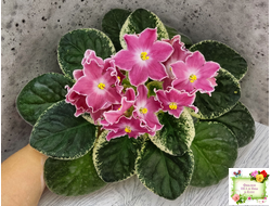 НД-Наталка-Полтавка (Н. Данилова-Суворова) 2018 г.