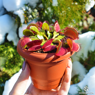 Венерина Мухоловка, Дионея Мусципула (Dionaea muscipula). Купить Хищное растение Дионея в Украине.