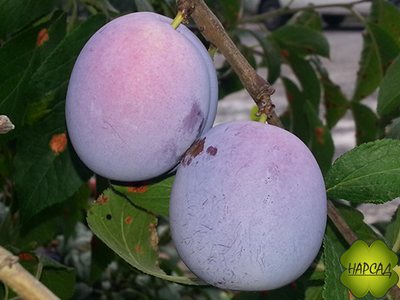 СЛИВА ДОМАШНЯЯ "ВОЛЖСКАЯ КРАСАВИЦА" (саженец 1,5 года)