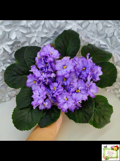 Blue Dragon (LLG/P.Sorano) (9516) 12/17/2005