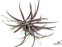 Тилландсия Capitata Domingensis