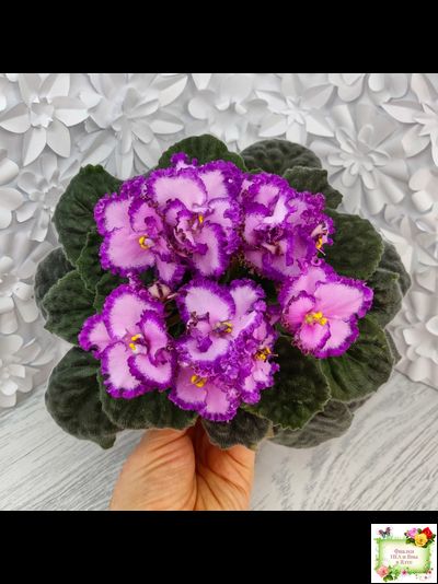 Lyon&#039;s Pirate&#039;s Treasure (селекционер Sorano)