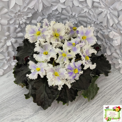 РМ-Золотой Берилл (Н.Скорнякова)