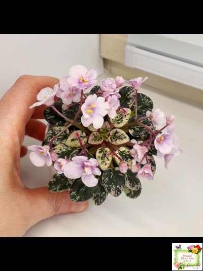 Precious Pixie (S.Sorano)