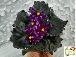 НК-Декамерон (Н.Козак) 2019 г. (лист с деткой посажен 12.07.25)