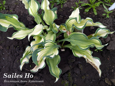Хоста Sails Ho