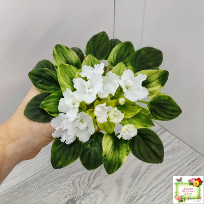 OS-Дыхание Весны (С.Осипова) 2019 г. (клакамас с кроновой пестролистностью)