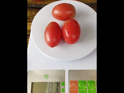 Томат Чио-чио-сан