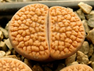 Lithops hookeri Niekerkshoop (MG) - 10 семян