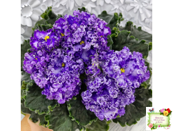 АВ-Озерная Фея (Фиалковод) 2017 г.