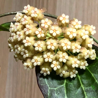 Hoya Hellwigiana IML-1101