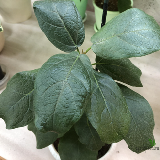 Ficus Glumosa / фикус Глумоза