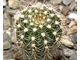 Echinopsis ‘Oriole’ x Lobivia arachnacantha torrecillasensis (D=25mm, Н=50-60mm)