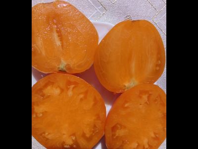 Томат Верна оранжевая