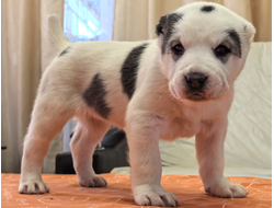 Сука 2. РУБИНА. Продается