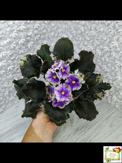 КО-Путеводная Нить (О. Кособокова) 2022 г.