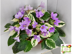 ЛЕ-Эрика (Е. Лебецкая) трейлер