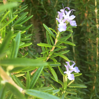 Розмарин хем. камфорный (Rosmarinus officinalis CT camphor) 5 мл  - 100% натуральное эфирное масло