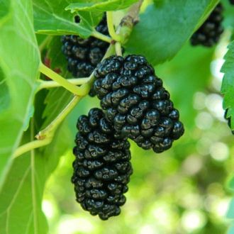 g0b4lz2cihc8sco8c8oowo44koskcg