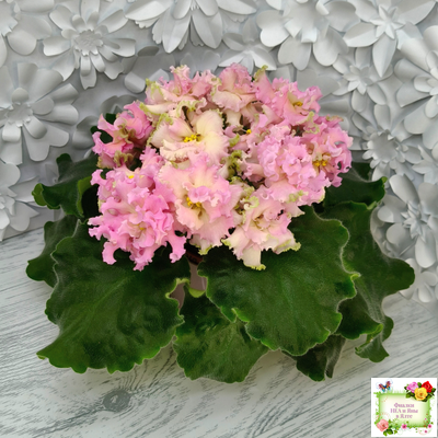 АВ-Златые Горы (Фиалковод) 2021 г.