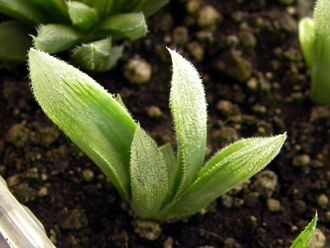 Haworthia cooperi v.venusta - укорененная детка