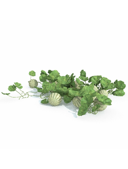 рассада Арбузы 11