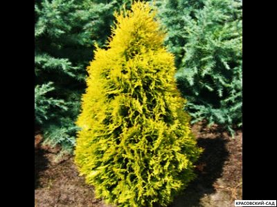 Туя Елоу Рибон